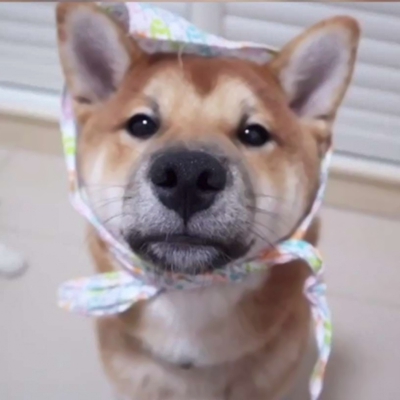 超萌！12张一猫一狗CP情侣头像，又甜又好笑