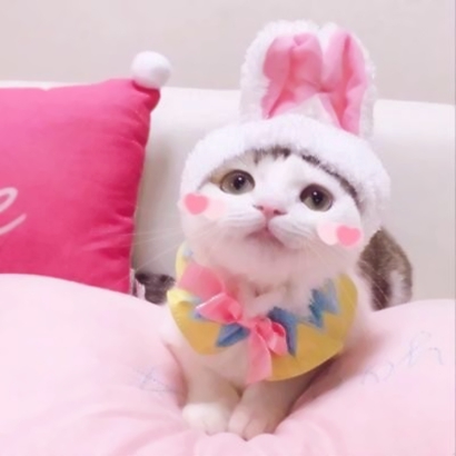 超萌情侣猫猫头像来啦！16张高清可爱一对小猫头像图