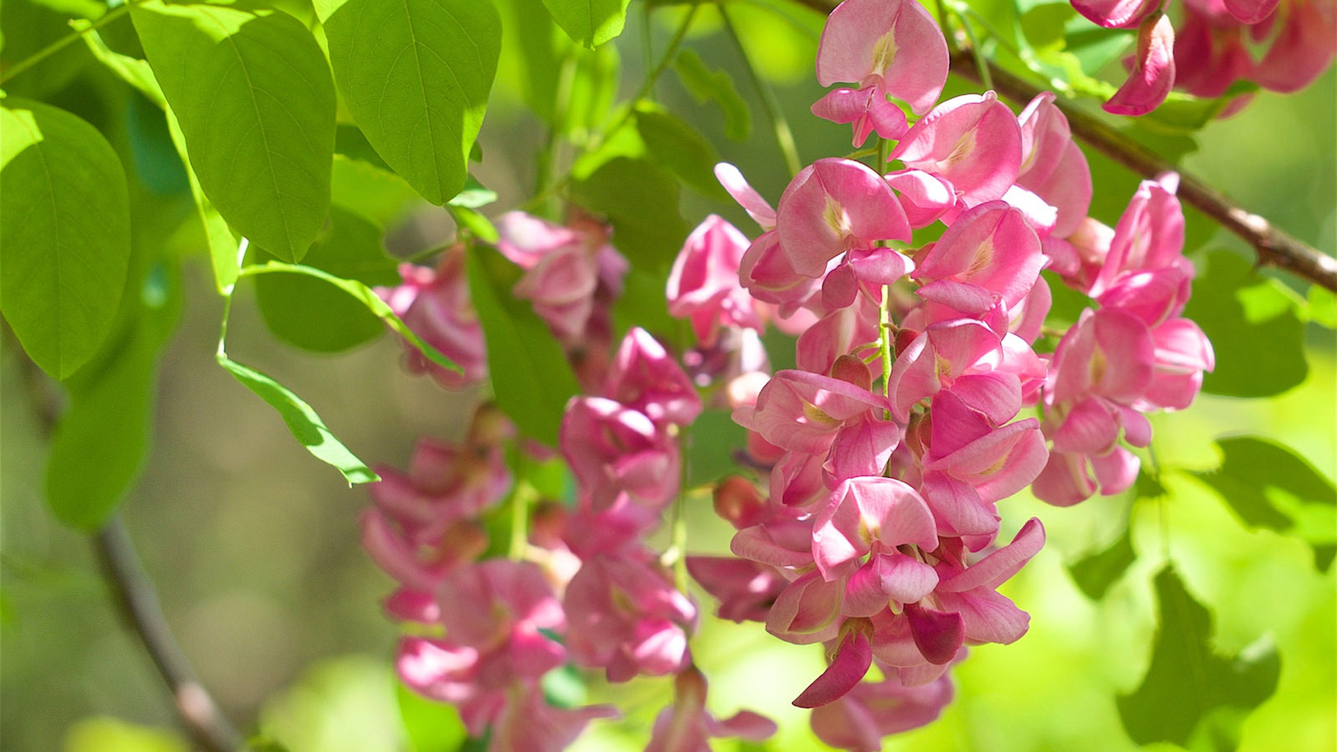 刺槐树绿叶刺槐花动漫电脑壁纸 高清花卉壁纸下载