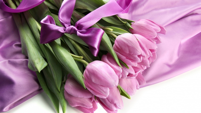 蝴蝶结郁金香高清壁纸来啦，多款尺寸任你选