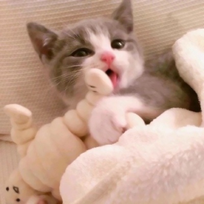 8张超萌小猫情侣头像 可爱治愈的超清猫咪情头合集