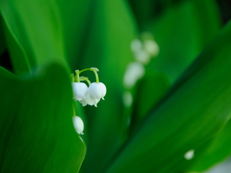 护眼又治愈！风铃草花卉电脑桌面壁纸分享