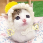 22组超可爱搞怪萌宠情头！一对两张高清图直接抱走