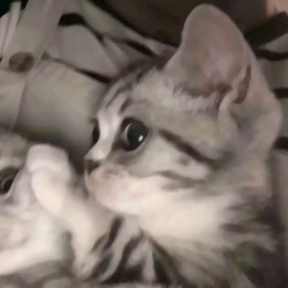 一男一女猫咪情侣头像 16张高清超萌可爱款