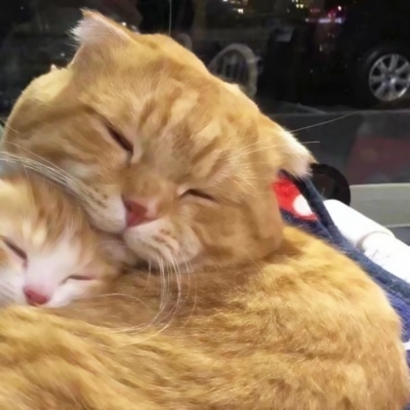 抖音爆火的可爱猫咪情侣头像，26张高清图直接抱走