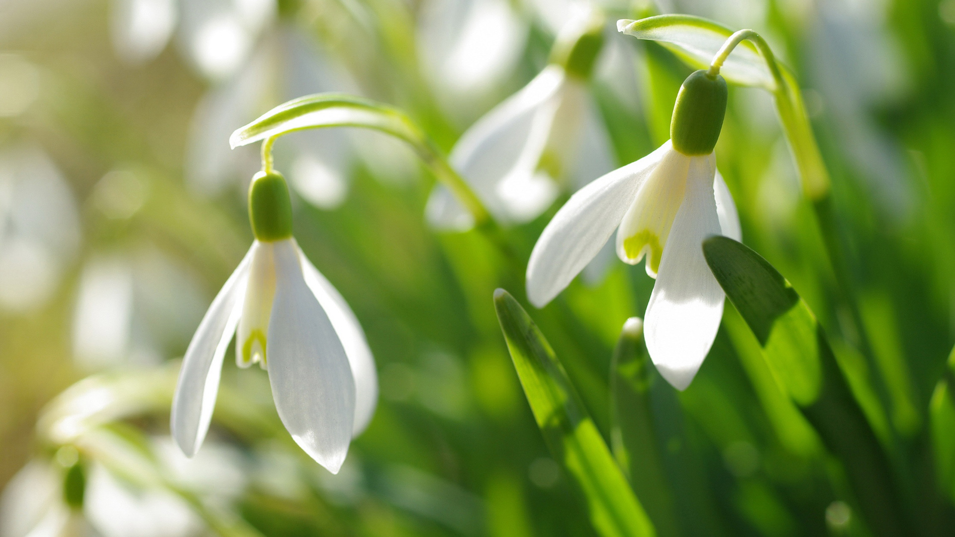 春日雪花莲高清花卉壁纸合集