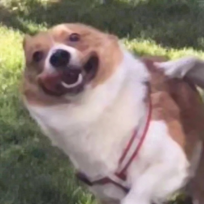 22组超可爱搞怪萌宠情头！一对两张高清图直接抱走