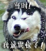 超火的doge动图表情包合集
