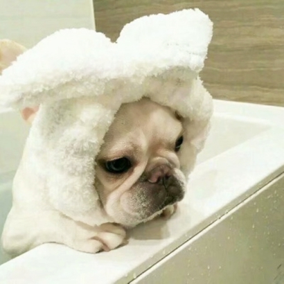 20张蠢萌猫狗情侣头像 高清可爱还能当情头用