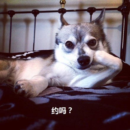 狗狗表情包合集来了，聊天斗图直接用