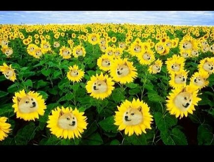 聊天斗图必备！无处不在的Doge表情包合集