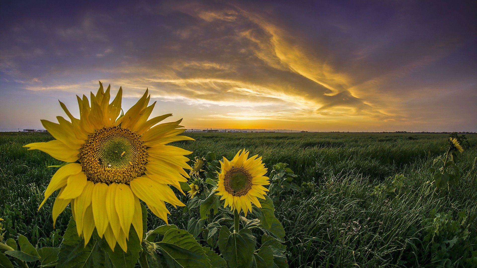 向日葵农场日落风景壁纸 多款分辨率电脑桌面可用