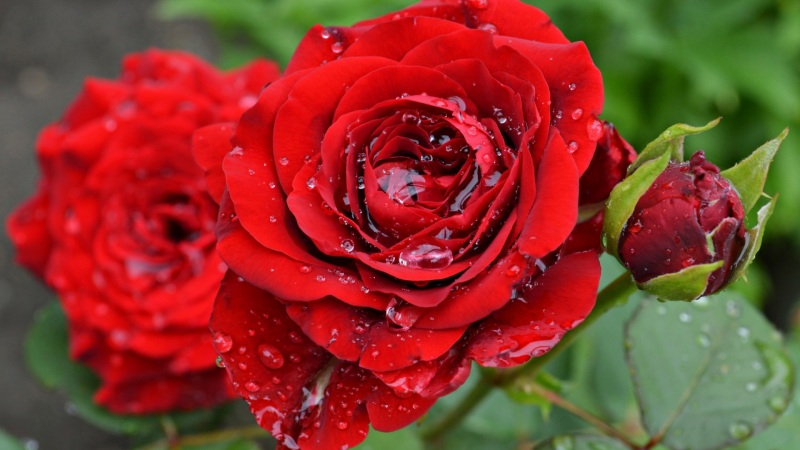 带水滴的红玫瑰灌木壁纸 多款分辨率电脑桌面可用