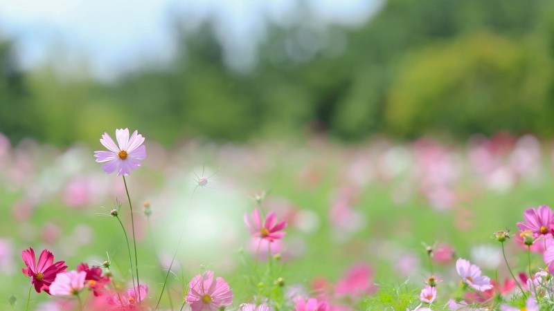 多款适配电脑的天空田野鲜花高清壁纸