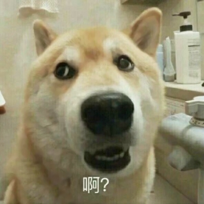 22组超可爱搞怪萌宠情头！一对两张高清图直接抱走