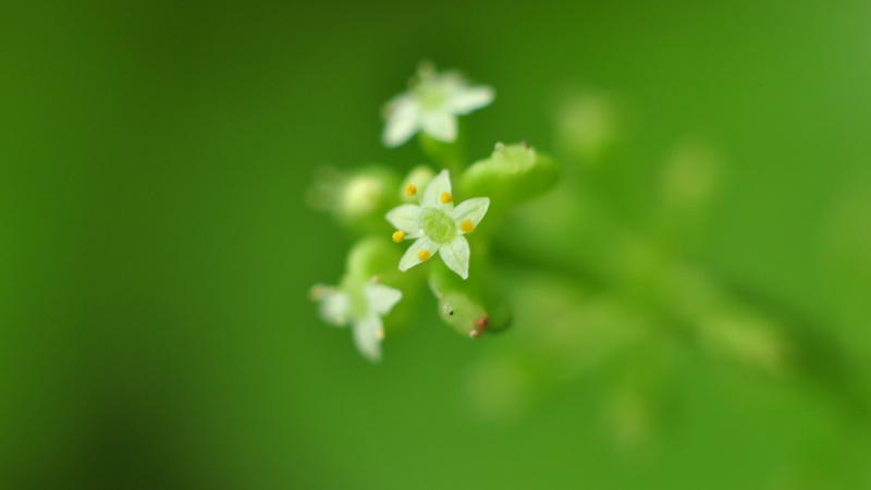 绿色护眼小花电脑桌面壁纸来了 高清花卉款任你选