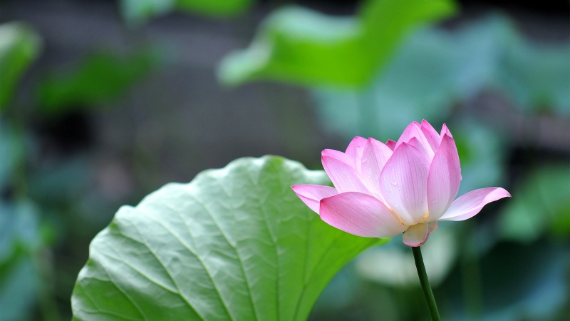 粉花瓣配绿叶 好看的莲花电脑动漫壁纸分享