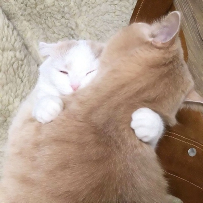 28张搞怪超萌猫咪情侣头像 可爱高清情头合集