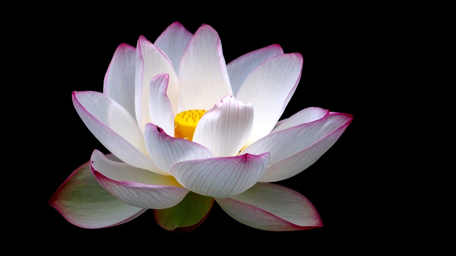 多款高清莲花电脑壁纸 适配不同屏幕尺寸