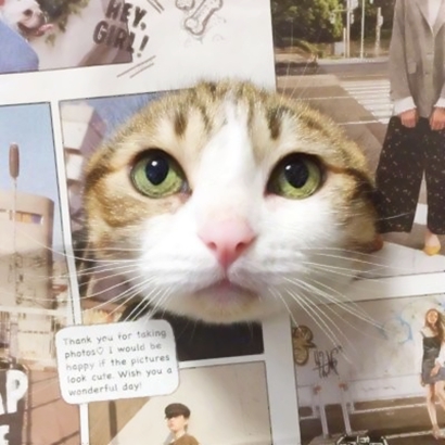 超萌情侣猫猫头像来啦！16张高清可爱一对小猫头像图