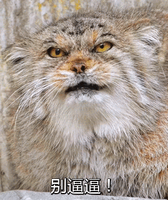 放学别走！这套带喵喵梗的表情包火了