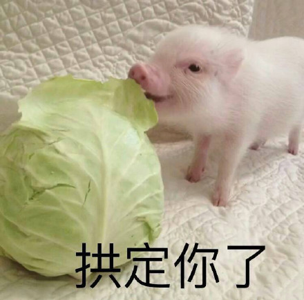 7月25日热门表情包原图合集来了，包含胖虎拽酷、熊猫头怼人、纪晓岚防杠等多款热门斗图素材。