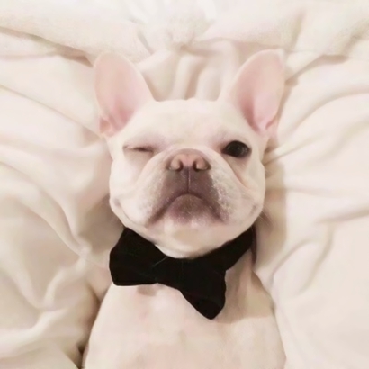 超治愈！两对可爱狗狗情侣头像 高清无水印4张合集