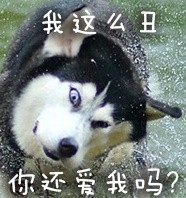 超火的doge动图表情包合集