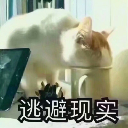 12月7日热门无水印表情包合集
