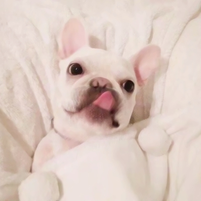 超治愈！两对可爱狗狗情侣头像 高清无水印4张合集