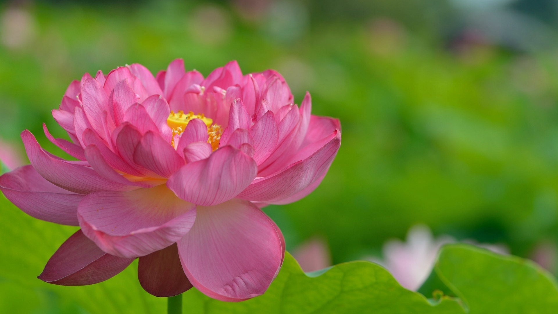 好看的粉莲花荷叶电脑壁纸 高清分辨率任选