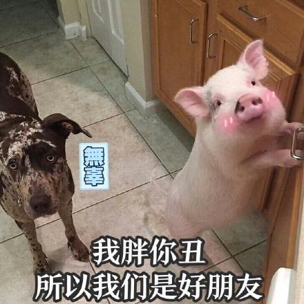 8月31日热门斗图表情包合集