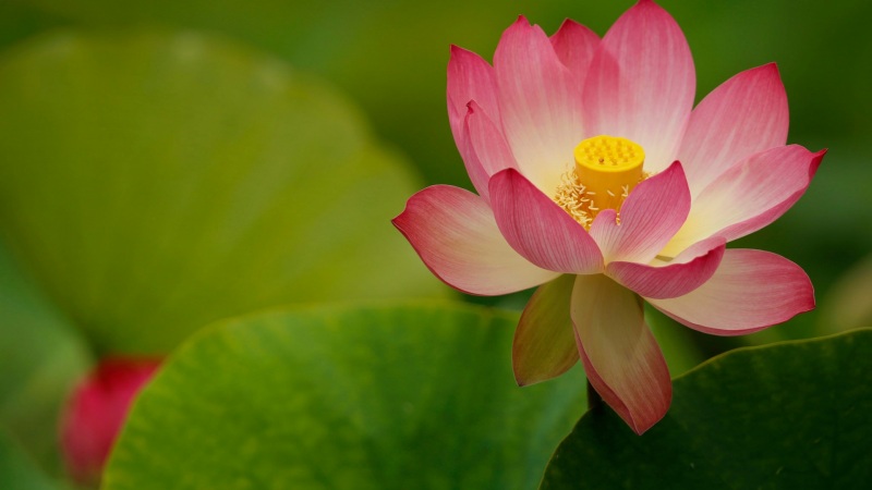 莲花瓣叶子电脑壁纸 高清花卉壁纸下载推荐