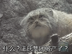 放学别走！这套带喵喵梗的表情包火了