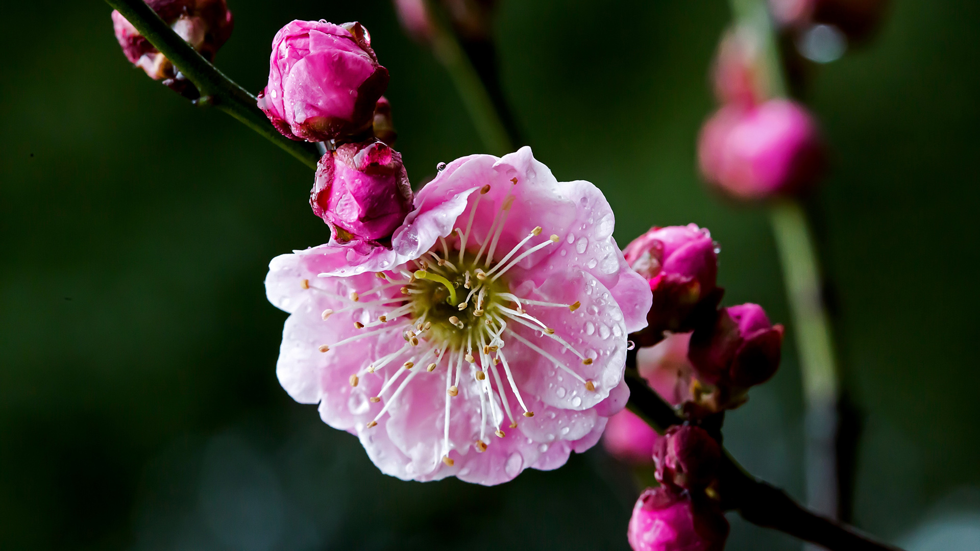 梅花主题高清电脑桌面壁纸合集 花卉控必看