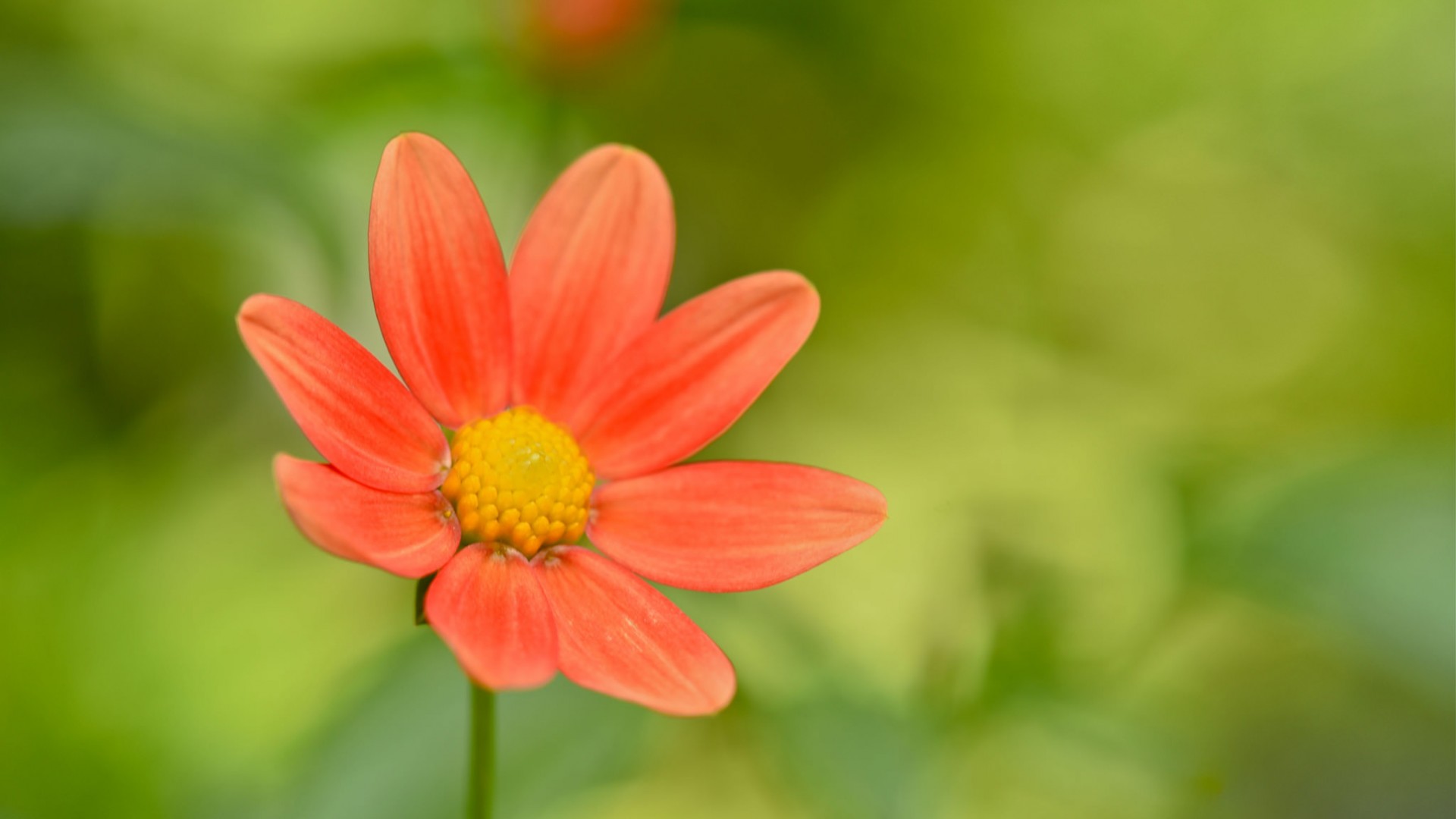 这款带绿背景的粉色小碎花电脑壁纸太治愈了！