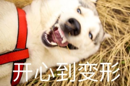 聊天斗图必备！这套汪星人表情包太会整活了