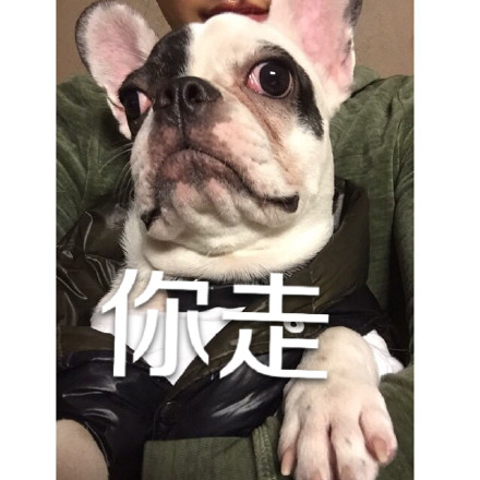 用狗狗演的“你走”系列表情包太好笑了