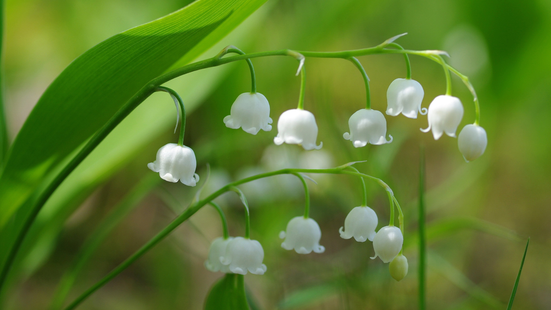春日风铃花配绿叶 清新电脑桌面壁纸分享