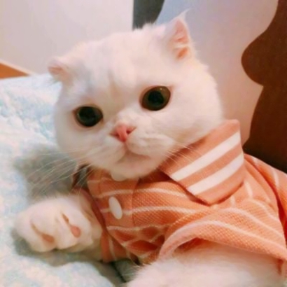 超萌猫咪情侣头像！16组一左一右高清配对图来啦