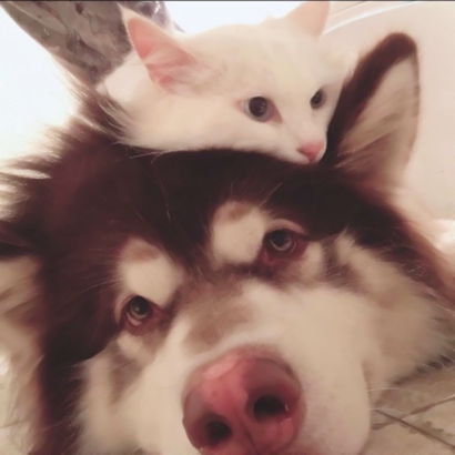 超萌宠物情侣头像！高清一对两张共26张合集