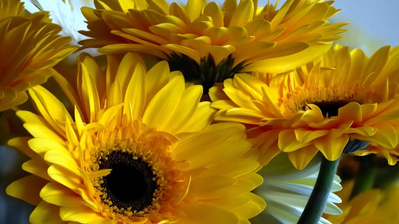 多款分辨率非洲菊电脑壁纸 高清花卉桌面背景任你选