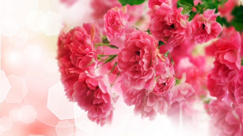 超治愈！这款粉色鲜花电脑壁纸直接戳中审美点