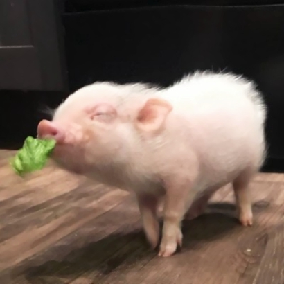 搞怪又欠揍！26组贱兮兮的情侣头像一对两张高清版