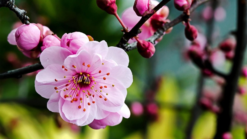 多款梅花摄影高清壁纸 适配各种电脑屏幕尺寸