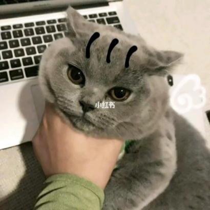 猫咪情侣头像合集 一对两张高清素材共10组