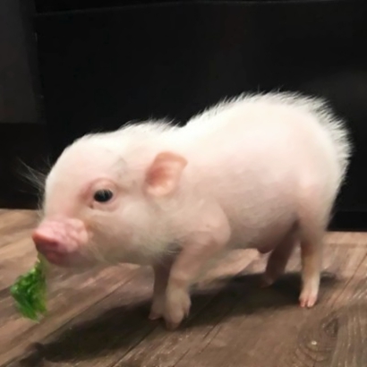 搞怪又欠揍！26组贱兮兮的情侣头像一对两张高清版