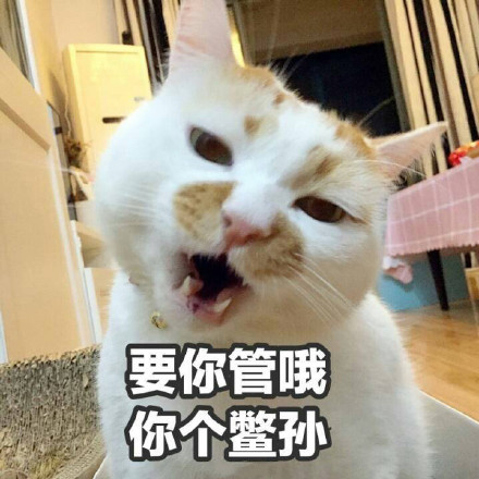 9月24日热门斗图表情合集来啦