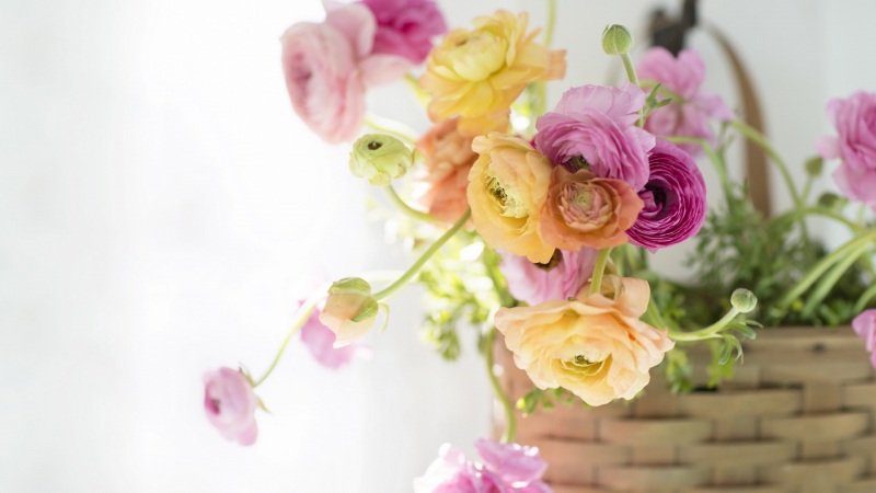 紫色花卉电脑桌面壁纸上新！多款高清尺寸可选