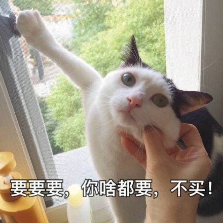 戳中撒娇党！这款“我要这个你买”猫猫表情包火了
